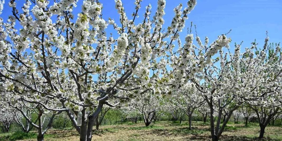 800 bin ağaç çiçek açtı: Bu yıl 20.000 ton rekolte bekleniyor 2